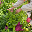 Guardião de Flores Invisível: Suporte Premium Anti-Tempestade 🌷🛡️